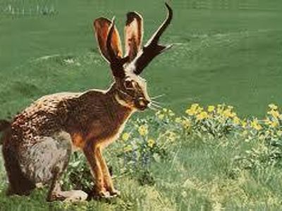 Jackalope