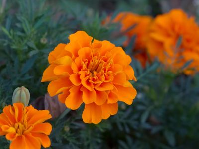 Marigold