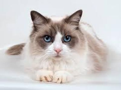 Ragdoll