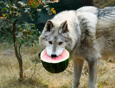 Canine Canine