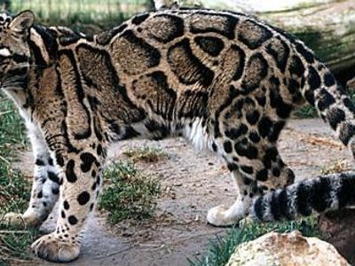 Clouded Leopard