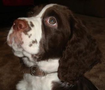 Springer spaniel