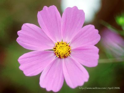 Pink Cosmos