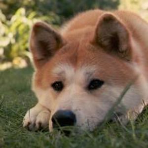 Akita Inu