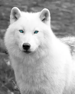 You are a White Wolf You are a White Wolf