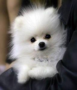 Pomeranian