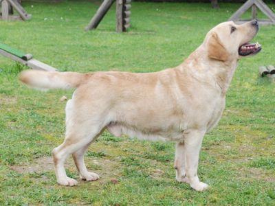 Labrador Retriever