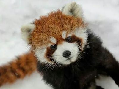 red panda