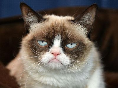 grumpy cat...