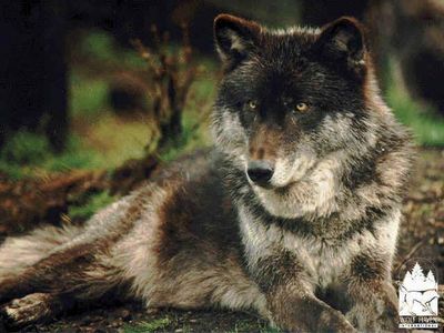 Timber wolf