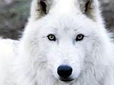 White wolf