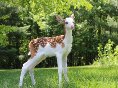 Rare white faced deer