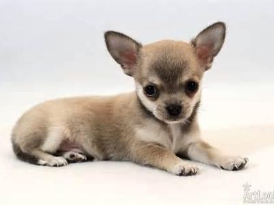 Chihuahua