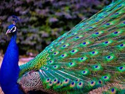 Peacock