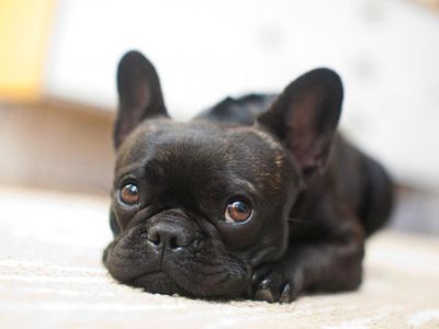 French Bulldog