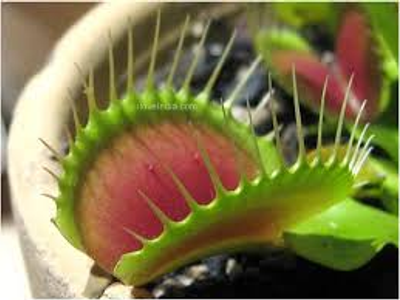 Venus fly trap