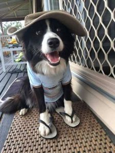 border collie