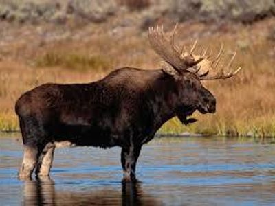 Moose