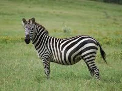 Zebra