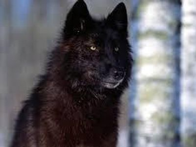 Black Wolf