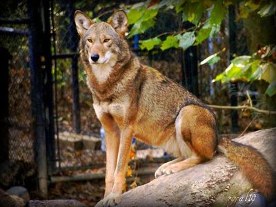 Red Wolf