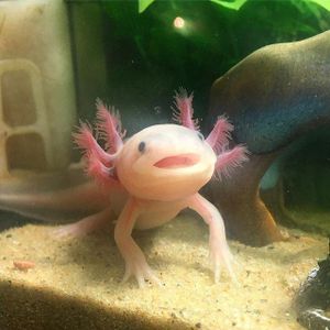 Axolotl!