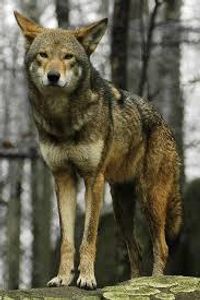 Red Wolf