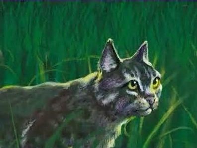 Graystripe