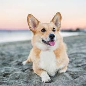 corgi