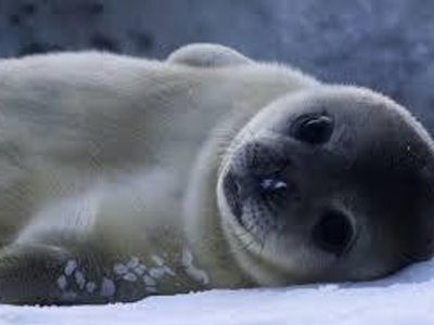 Seal!