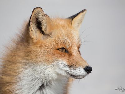 Fox