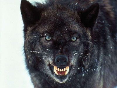 Black wolf