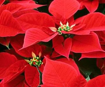 Poinsettia