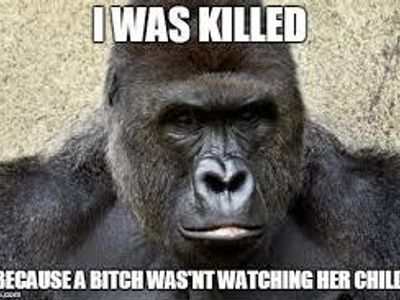 the harambe meme