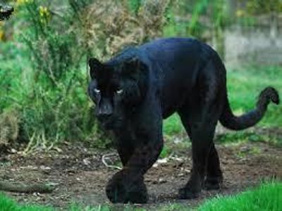 Panther