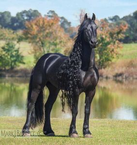 Friesian, 15.3 hands