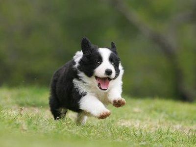 Border Collie