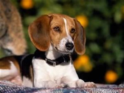 Beagle