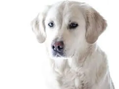 Congratulations! You are a dog! Congratulations! You are a dog!