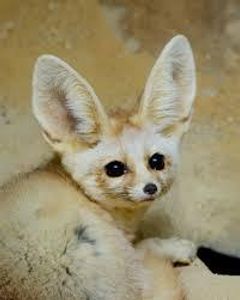 Fennec Fox