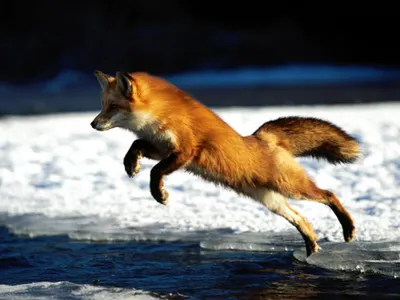 Fox Fox