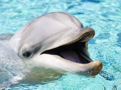 Bottlenose Dolphin