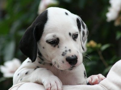 Dalmatian