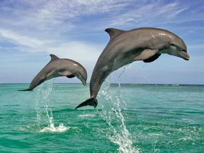 Dolphin Dolphin