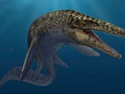 Mosasaurus