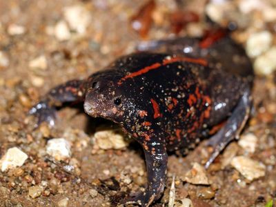 Burrowing Toad