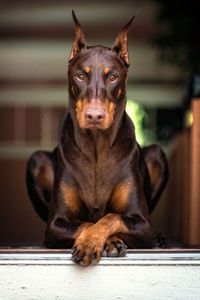 doberman