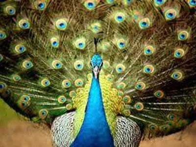 Beautiful-Peacock