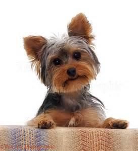 Yorkshire Terrier (Yorkie)