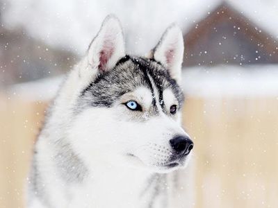 husky